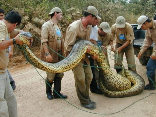 anaconda-snake-giant