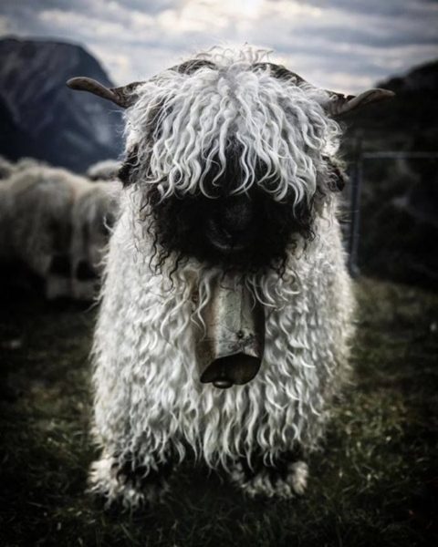 18439965-valais-blacknose-sheep-7-5810a85291282__700-1477620377-650-413bb4e2d3-1477641282