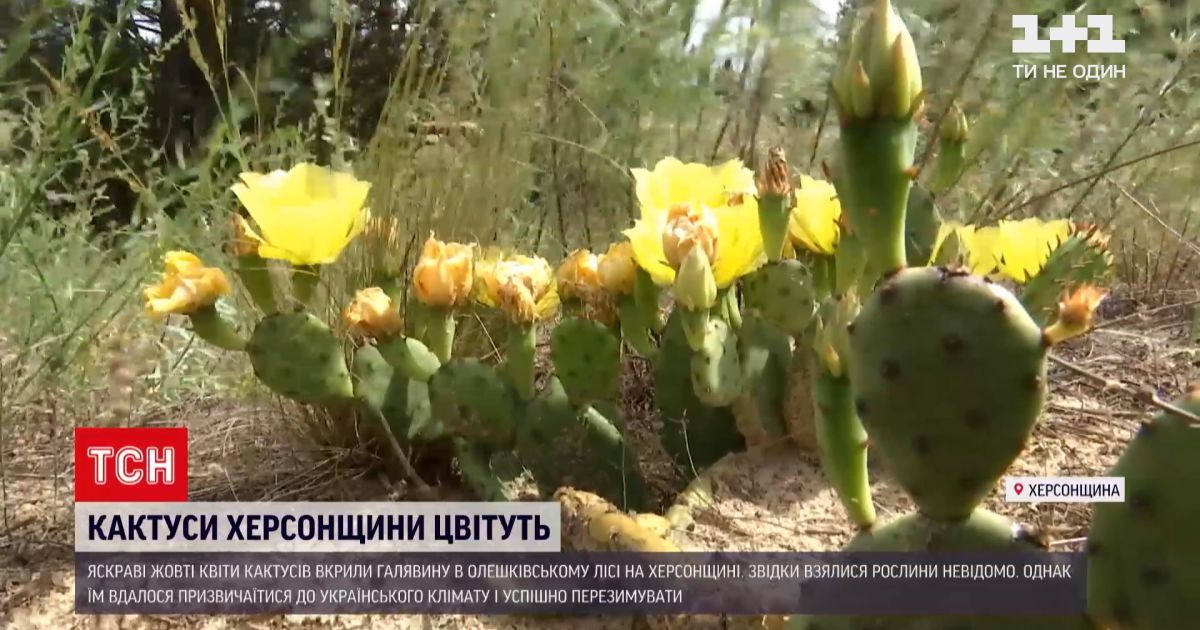 Відео — Новини України: в Олешківському лісі Херсонської області жовті квіти кактусів вкрили галявину — Сторінка відео